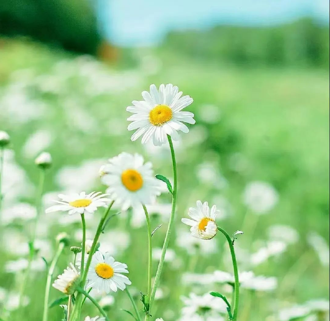 微信头像:2024年自然清新的农村田园风景,感受宁静淡然的氛围