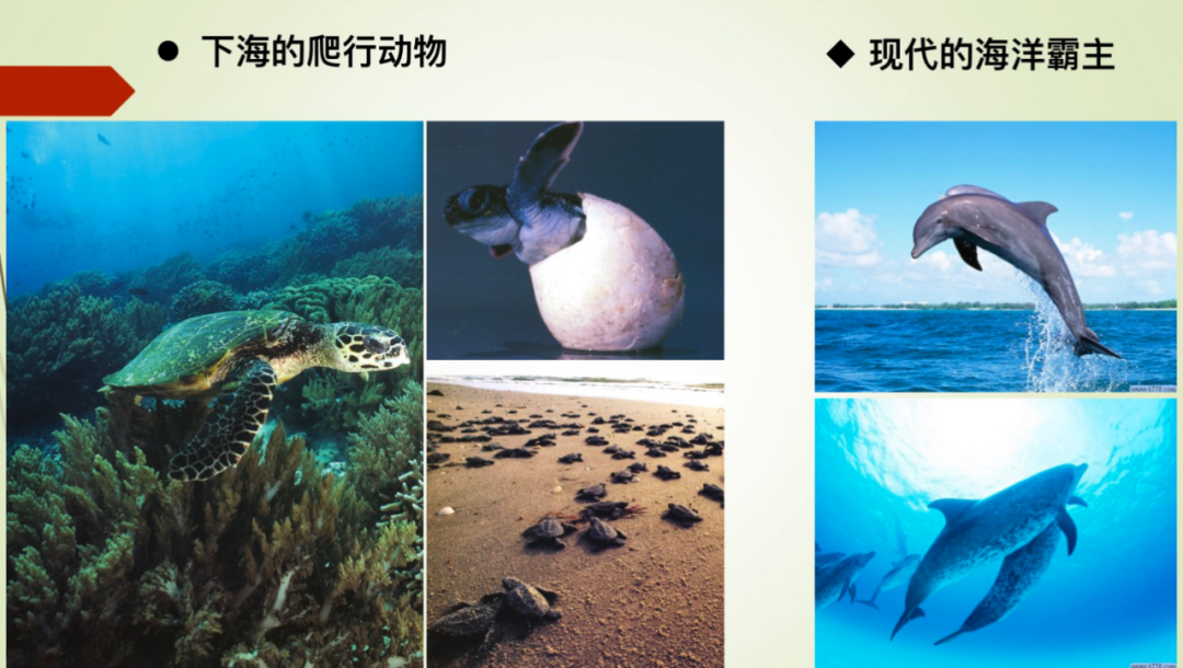 首都科学讲堂回顾丨第839期龙年说龙新年主题讲座海洋霸主鱼龙