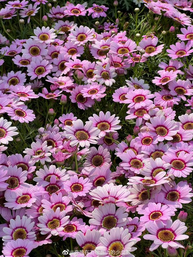 小清新木茼蒿:用来占卜恋情的玛格丽特花