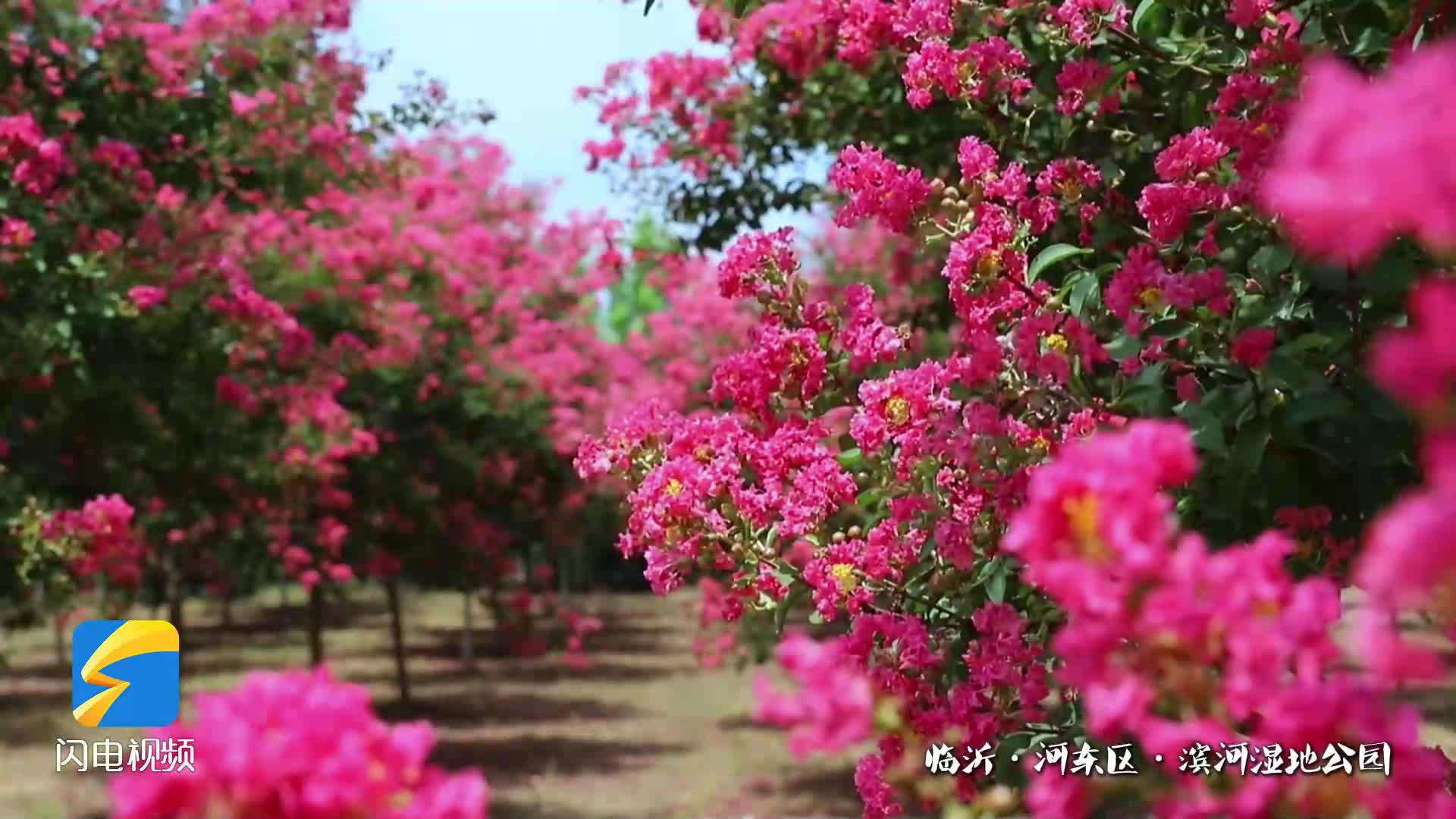 临沂:紫薇花开迎盛夏 每一帧都是绝美壁纸