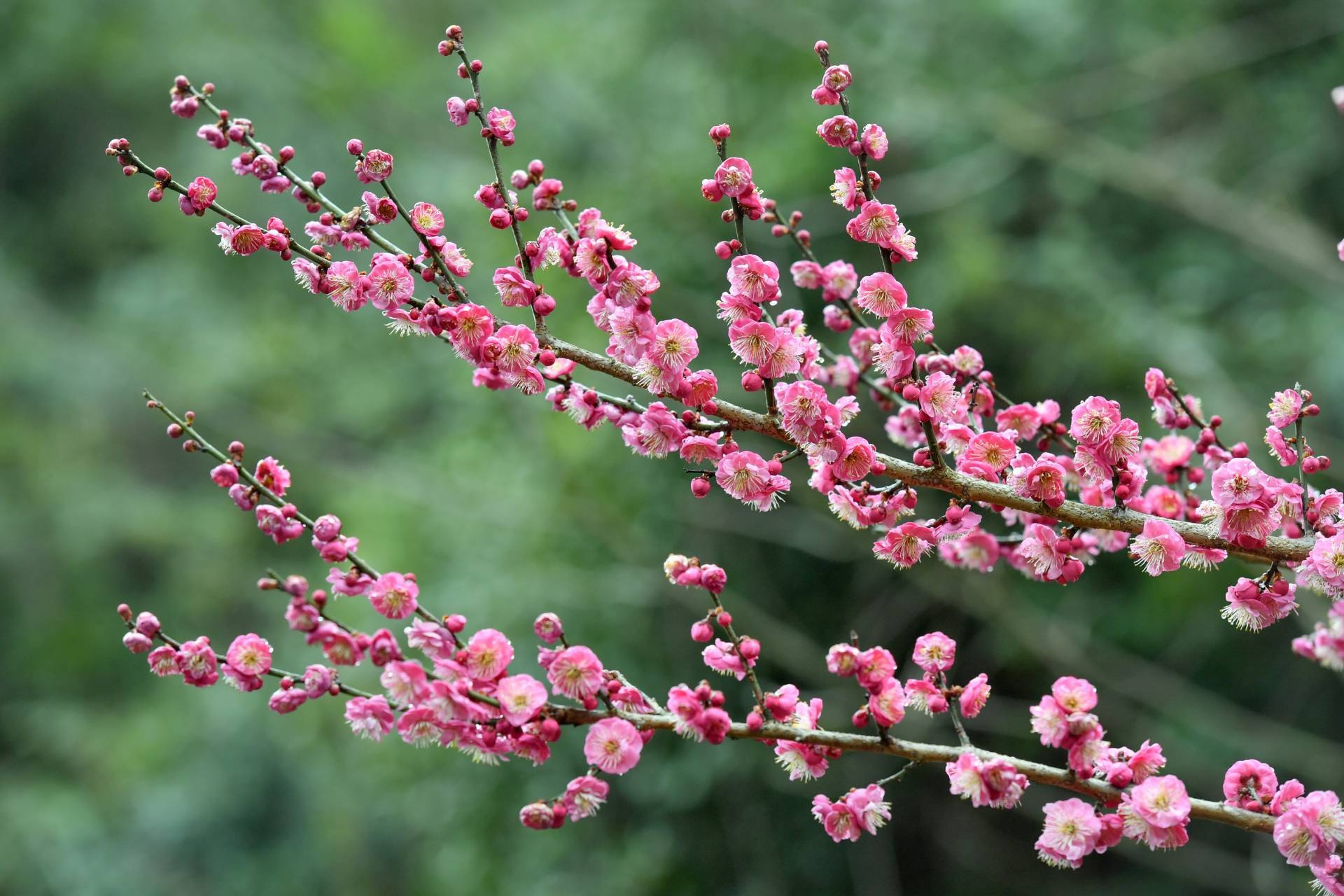 贵州贵阳:红梅花绽放春意盎然