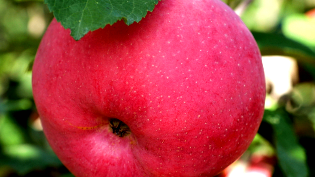 "果"然有你!太石镇上咀村早熟苹果丰收啦