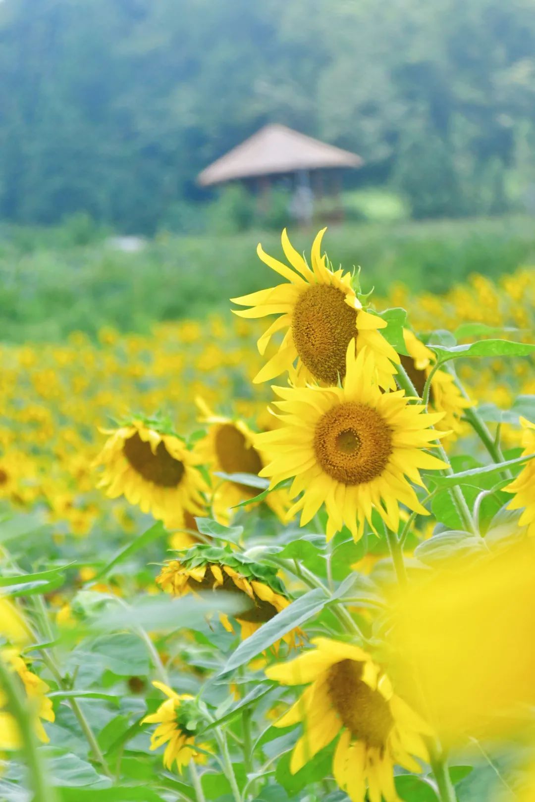 乌当区百宜花海图片