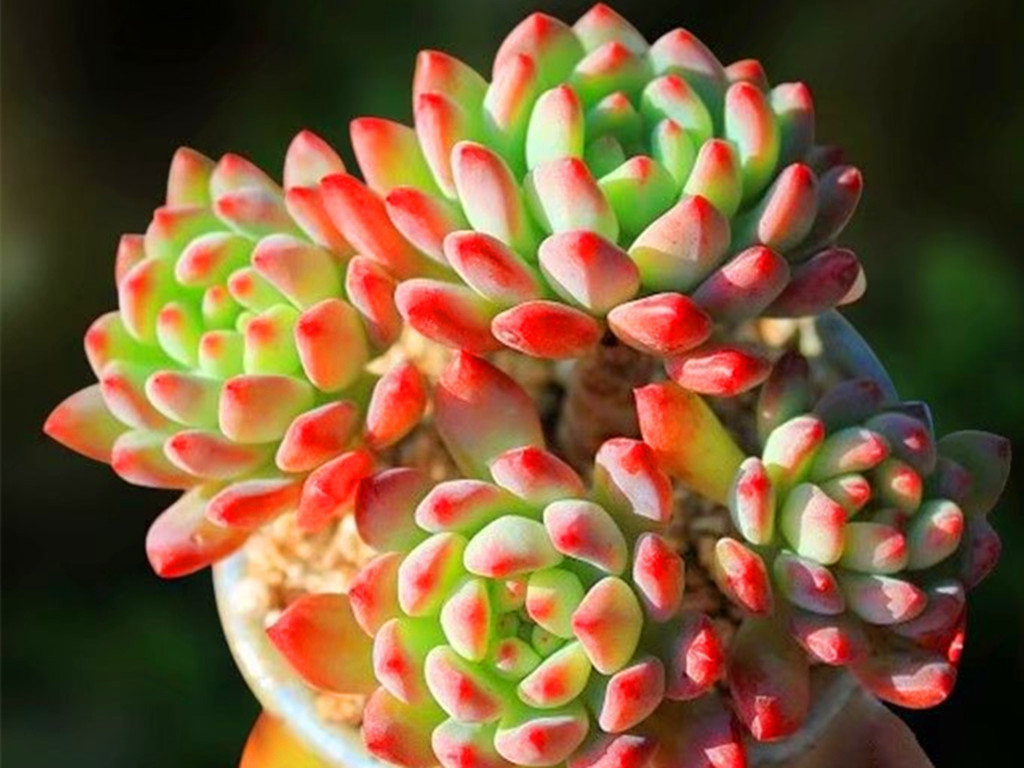 多肉里的"乱世佳人"斯嘉丽,春天散发出橙色光芒,明媚动人