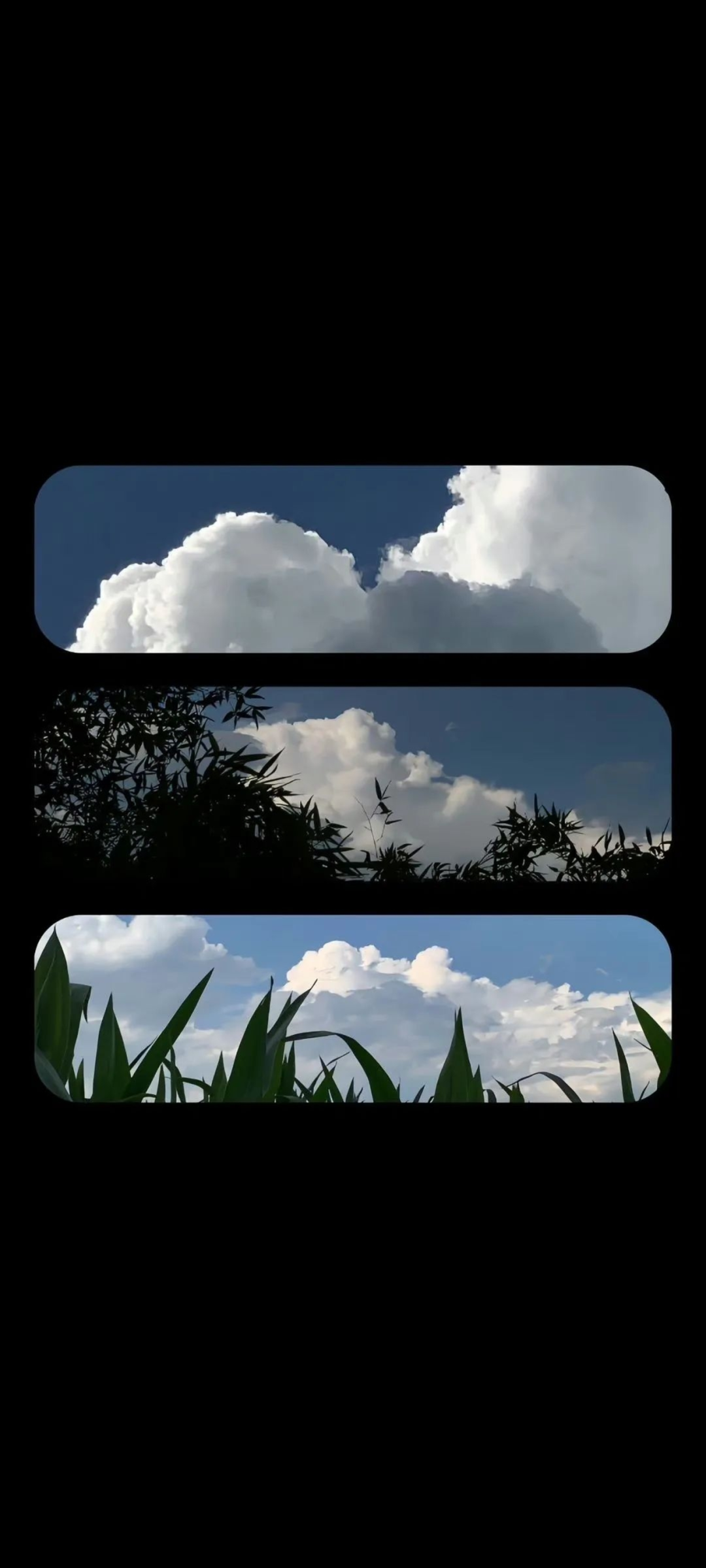 壁纸推荐丨我放走鸽子 以为鸽子会和我一样念旧 结果