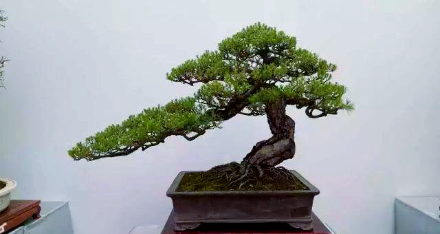 雀梅盆景吧交流吧
