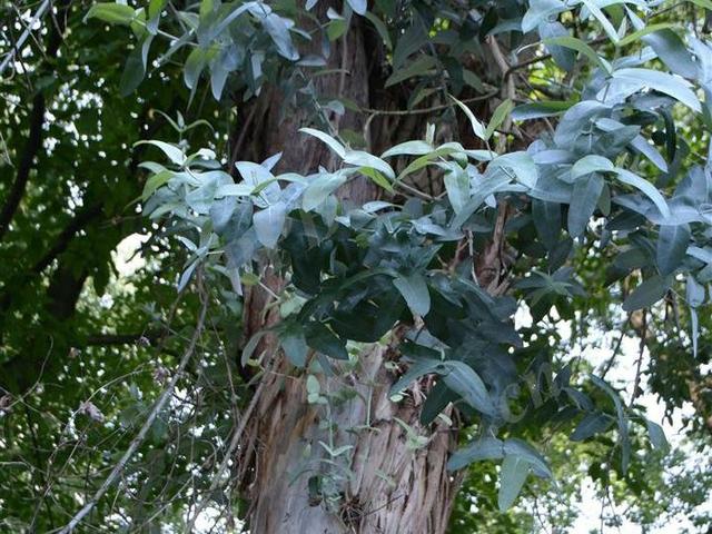 桉树中少有的油,材兼用树种——蓝桉