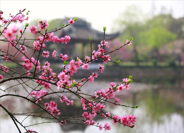 赏一朵桃花—兰州仁寿山桃花源