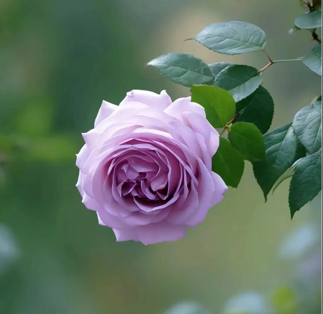 微信头像精选:2024年寓意吉祥,高雅有内涵的头像选择