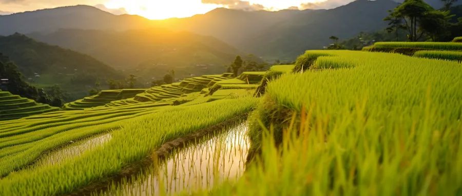 张增良:破阵子·夏日田间除草