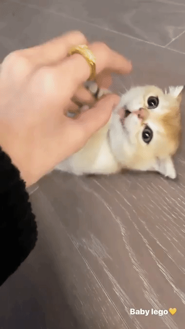 blackpink的lisa获得了她的第五只小猫,非常可爱