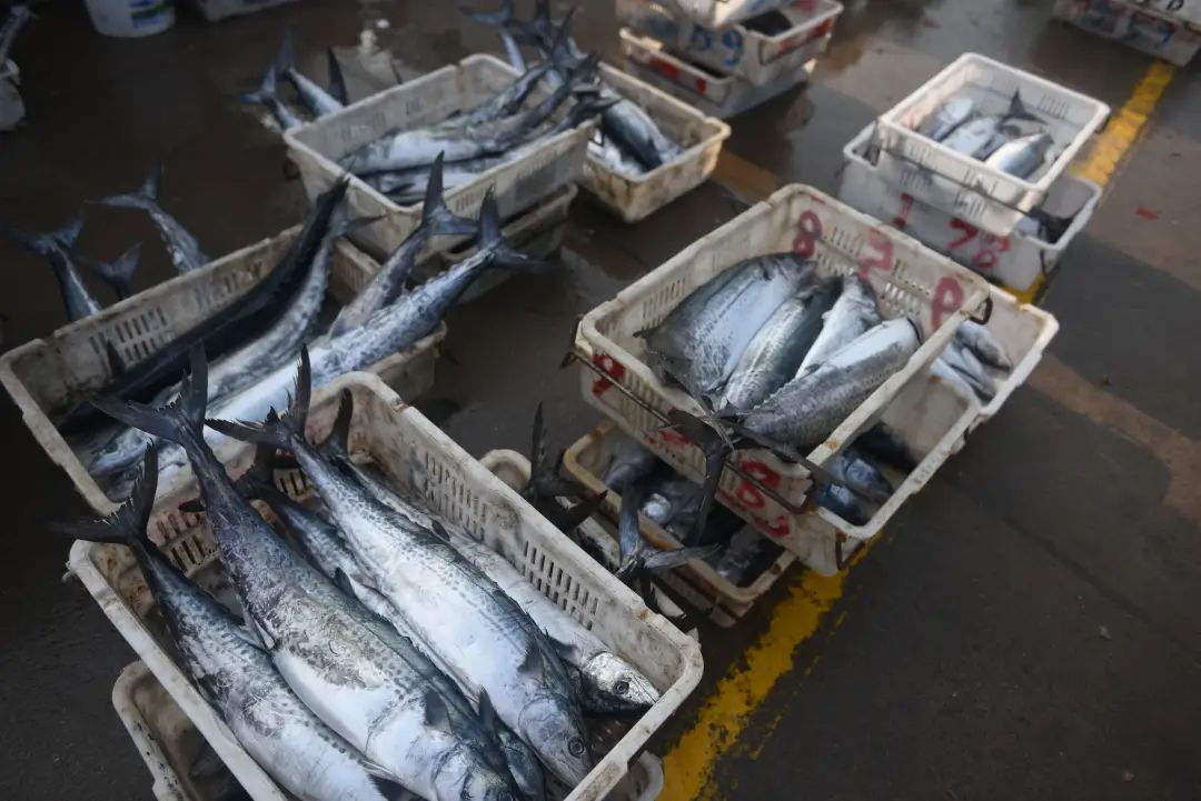 沙子口鲅鱼节本周六开幕