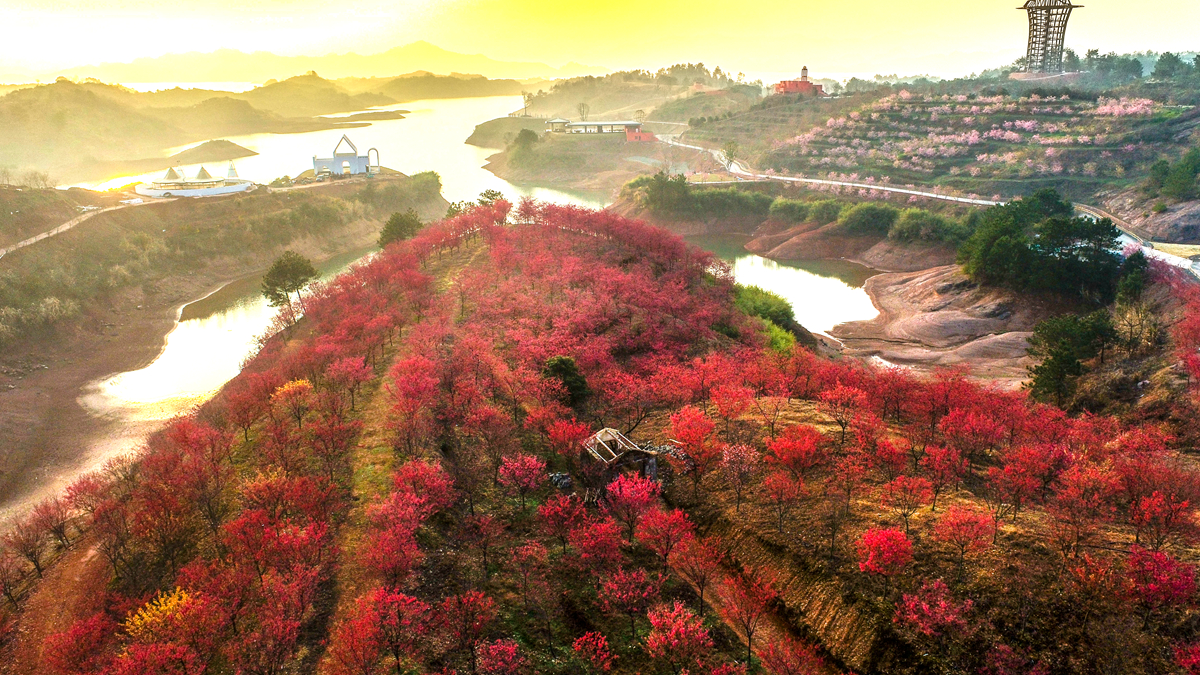 惊艳!千岛湖畔万株樱花竞相怒放