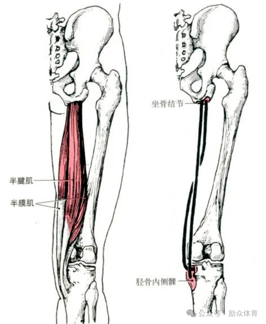 近固定,使小腿在膝关节处屈和旋内;小腿伸直时,可使大腿后伸;远固定