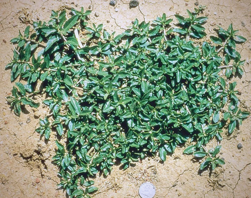 空心莲子草:全球生态危机下的生存与应对