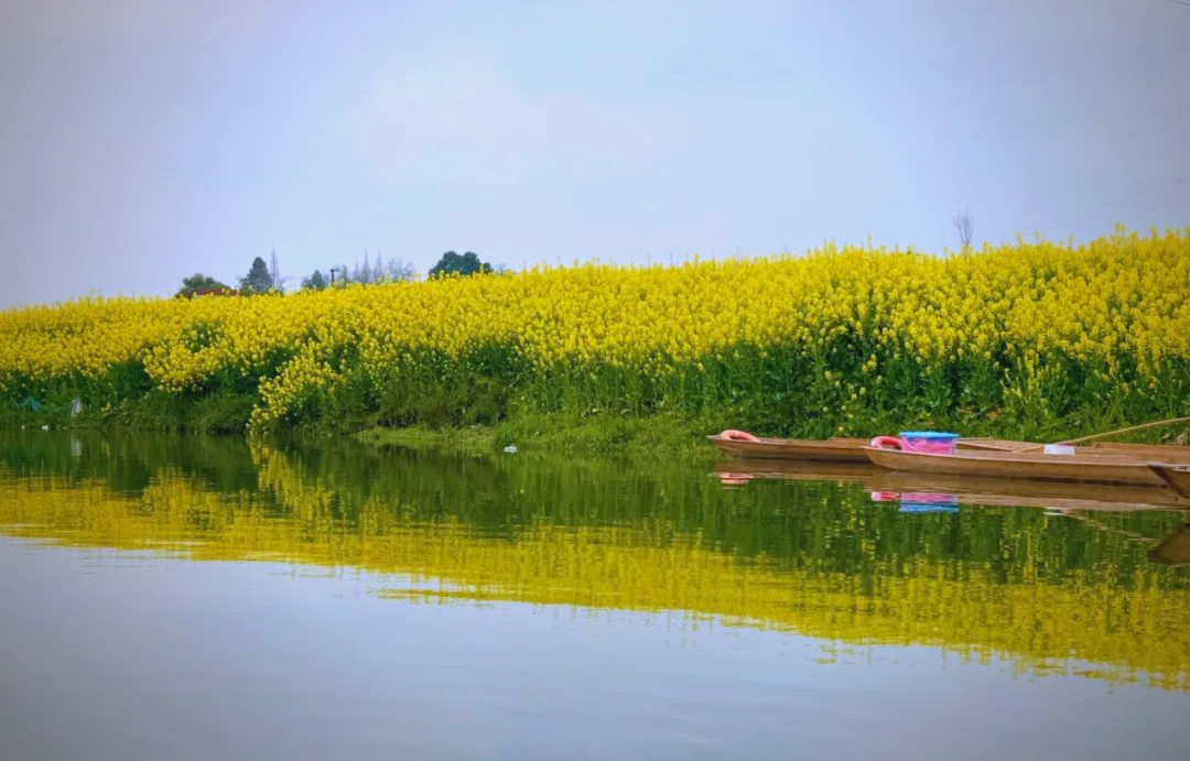 成都周边游:邛崃两河村的油菜花与江南水乡