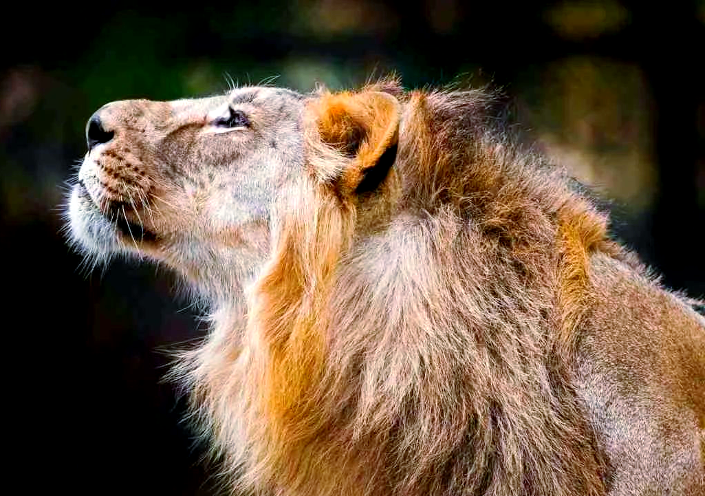 探索西欧四国象征动物,了解各国文化风采