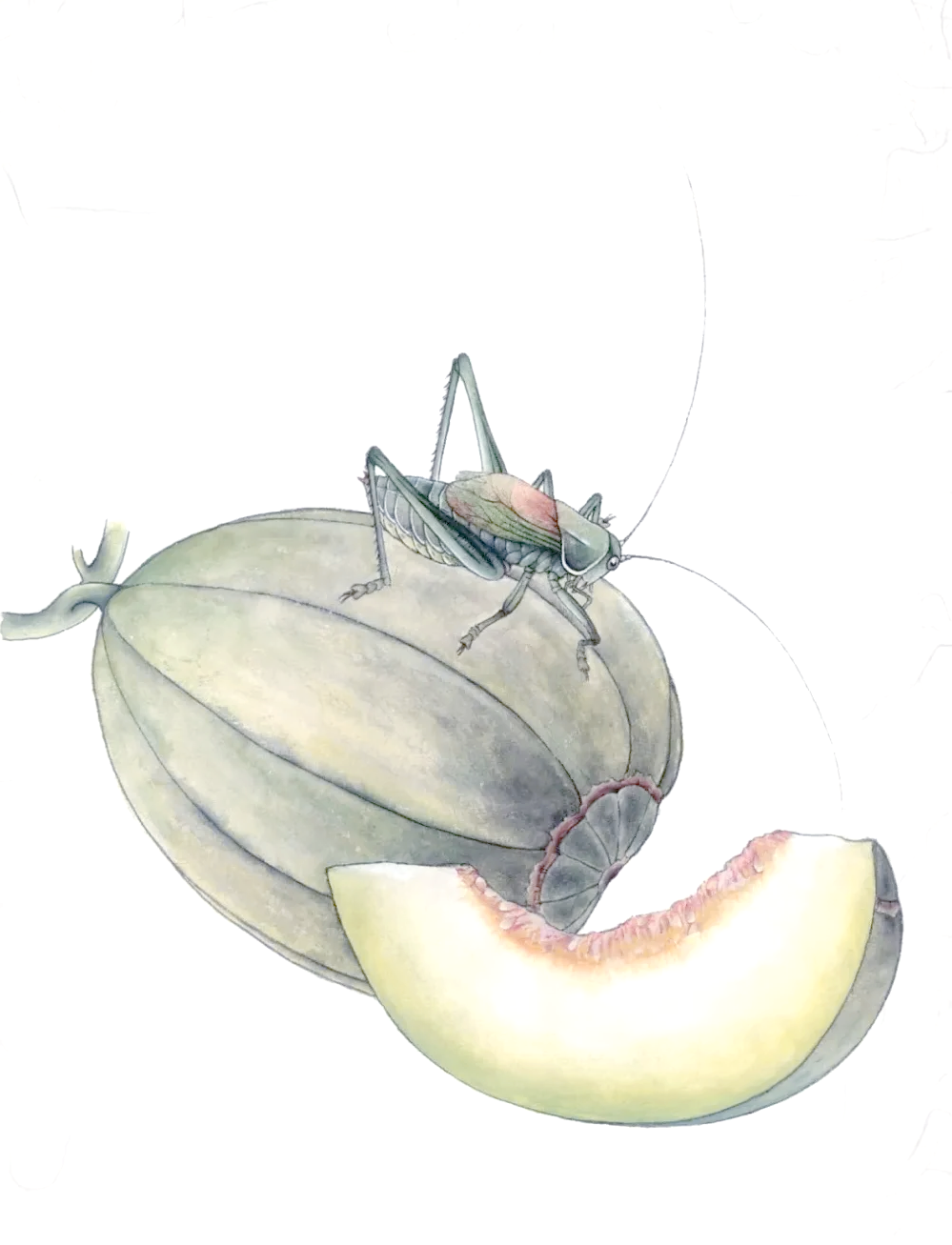 蝈蝈的绘制指南与形态解析