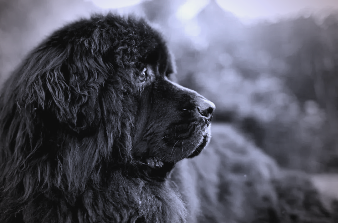 纽芬兰犬:一种具有多种美德的大型犬种