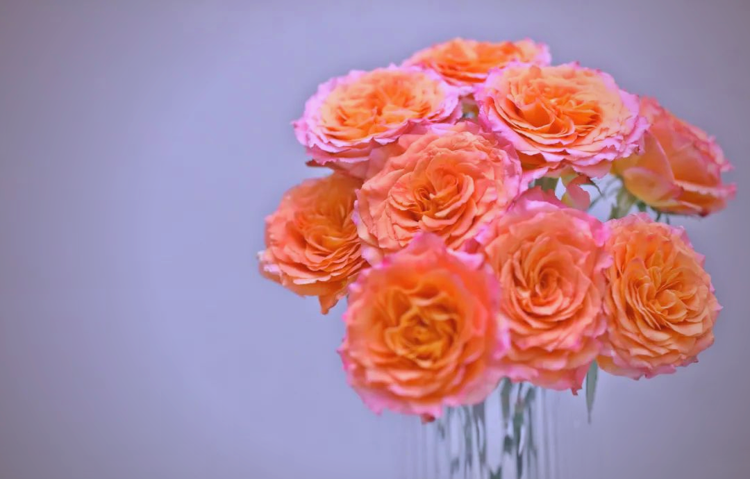 火灵鸟玫瑰:暖色系家居花材,深浅橘粉色带来治愈感