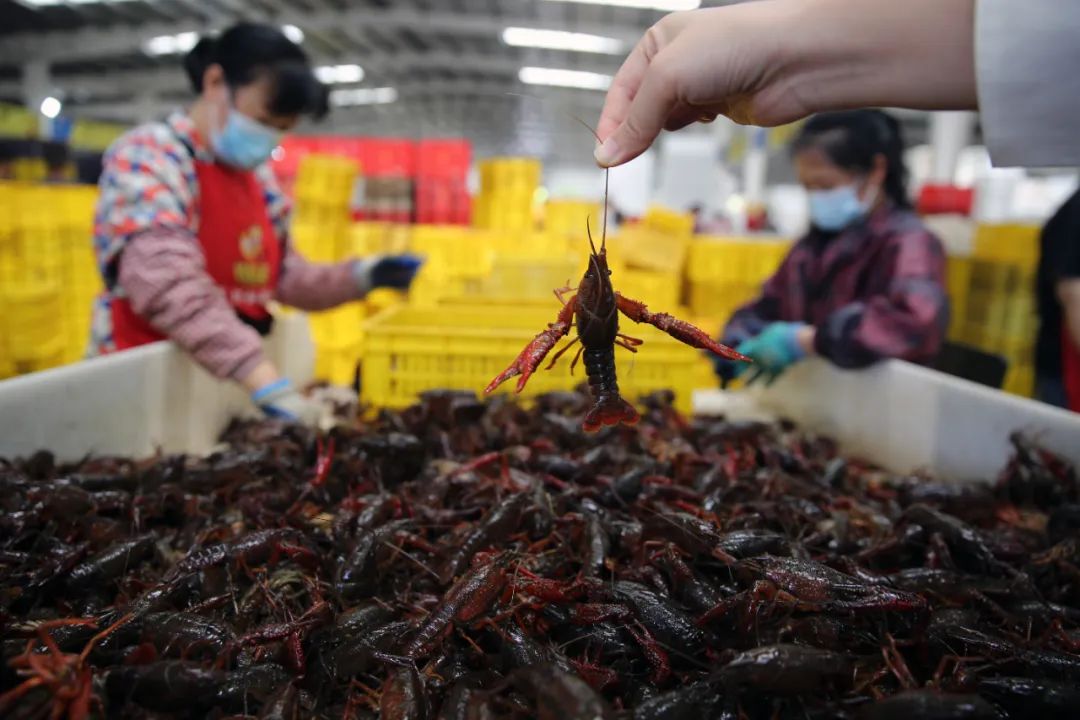 啦预计45天后有口福了爱吃小龙虾的朋友们盱眙潜江皆太远就开启了无限