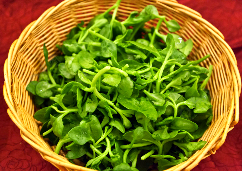 田七苗的多样食用方法