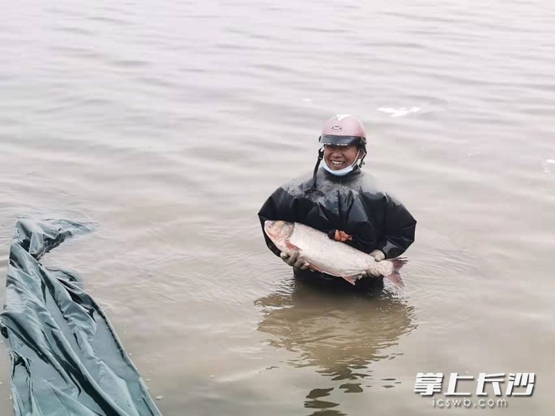 120万尾鱼苗放流湘江,湘华鲮等珍稀鱼类"回家"