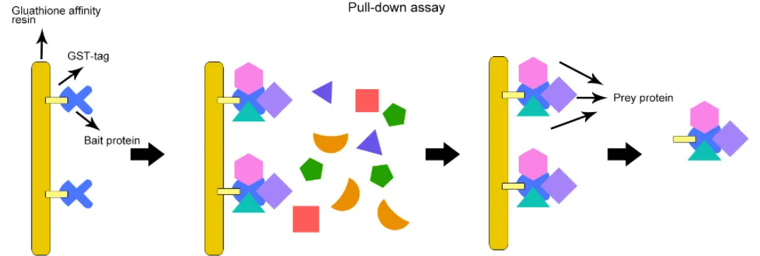 蛋白互作檢測——pull down實驗方法分享