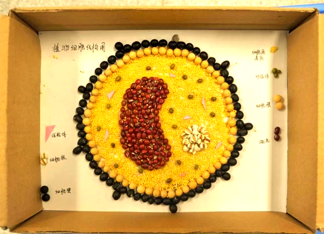 校园科技节生物模型制作大赛:探索生命奥秘,点亮青春梦想