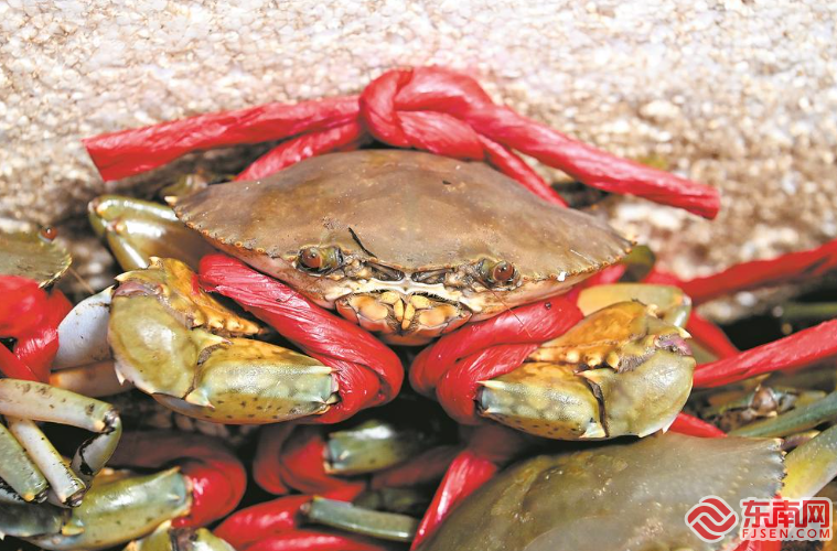 沙西红蟳:江海之间的富民美味