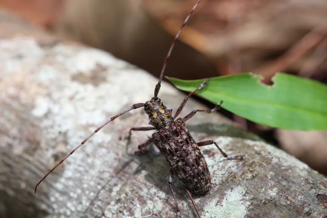 monochamus alternatushope松褐天牛检疫性有害生物名单北京市补充