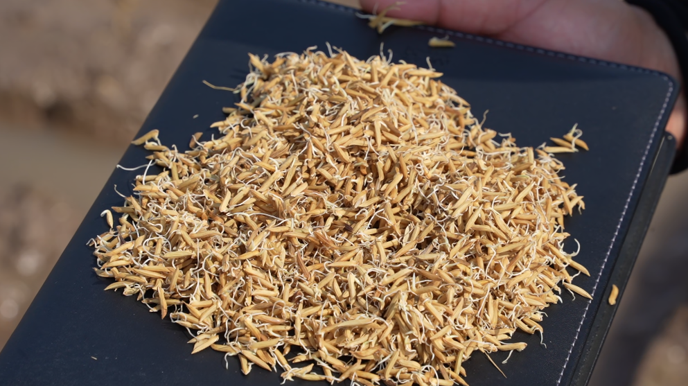 牛牪犇!15万粒第二代南县稻虾米太空种子回"老家"下田播种