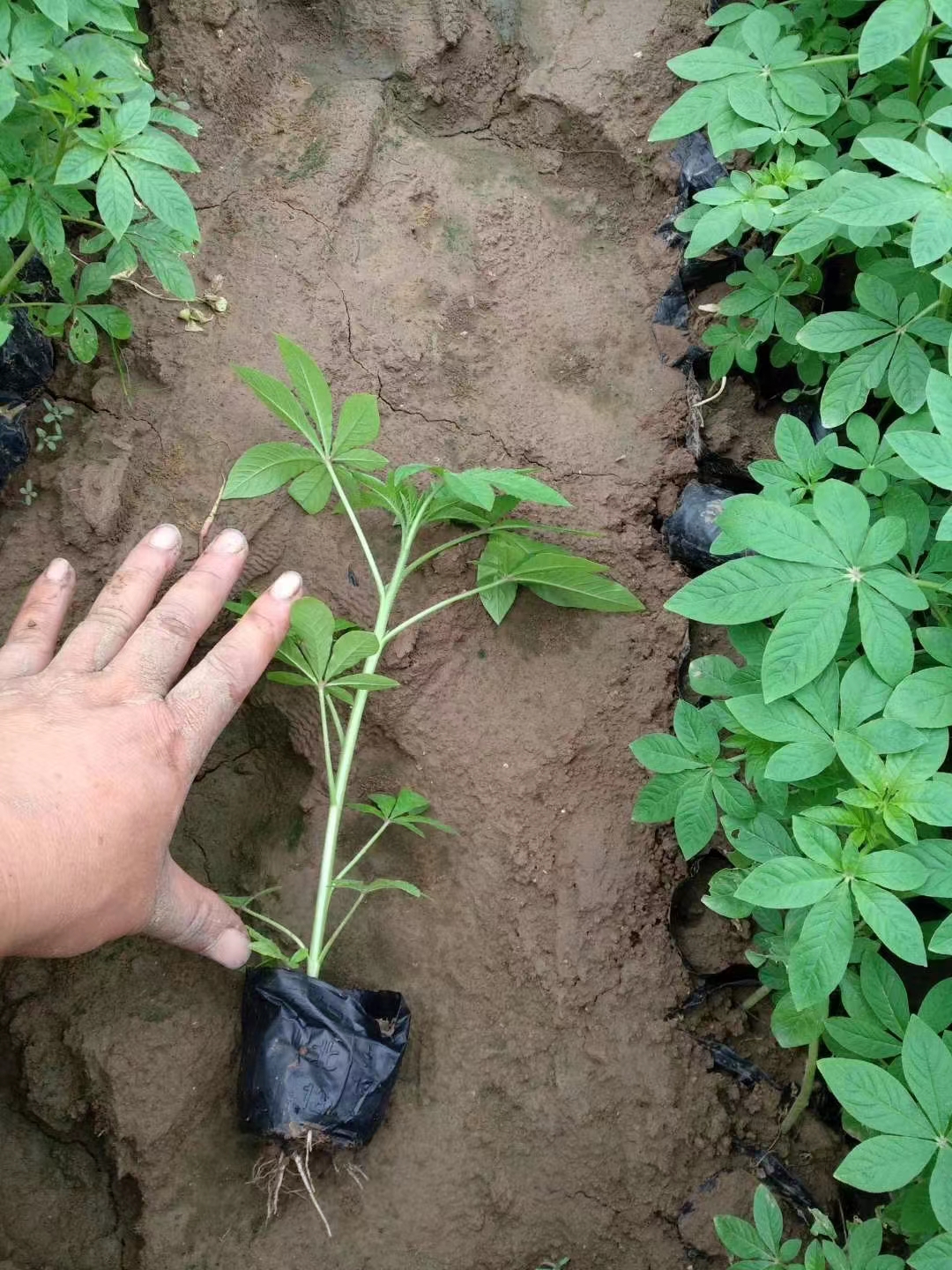 醉蝶花小苗什么时候开花