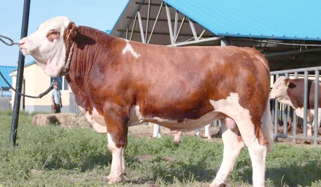 牛体重揭秘:品种与体重差异分析