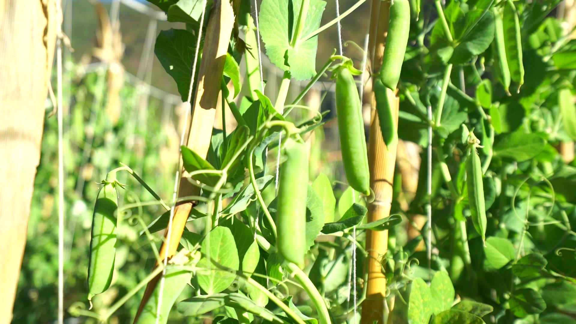 三,豌豆种植的一部分保护措施