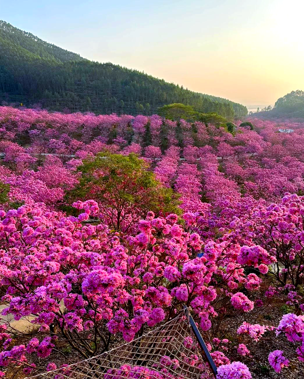江门新会紫风铃花海的冬日浪漫与完美体验