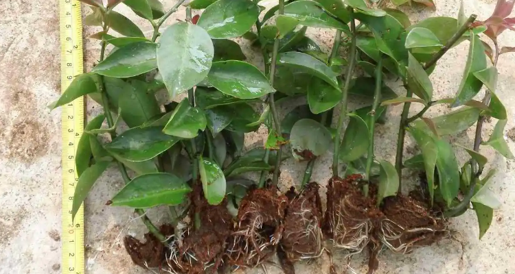 叶仙的扦插方法