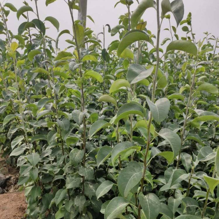柱状梨品种介绍,金秋蜜梨树苗基地