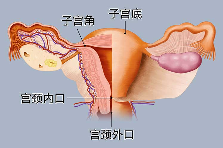 宫颈的位置图片