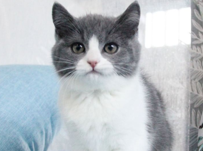 蓝白猫为什么比蓝猫贵