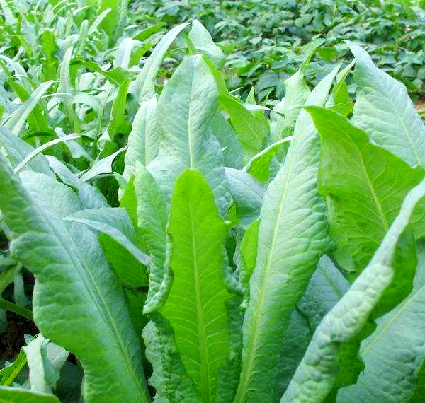 苦麦菜:营养丰富的苦味蔬菜,全身都是宝