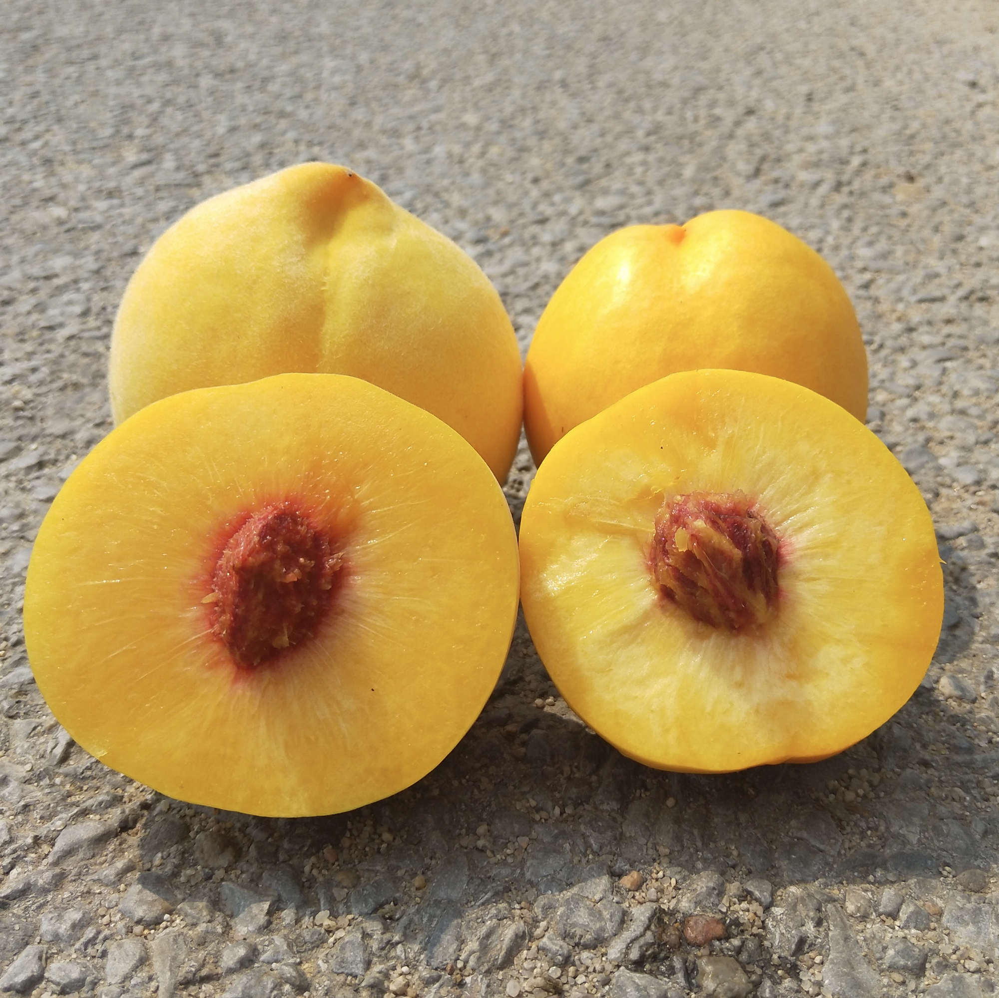 黄桃- 热门商品专区