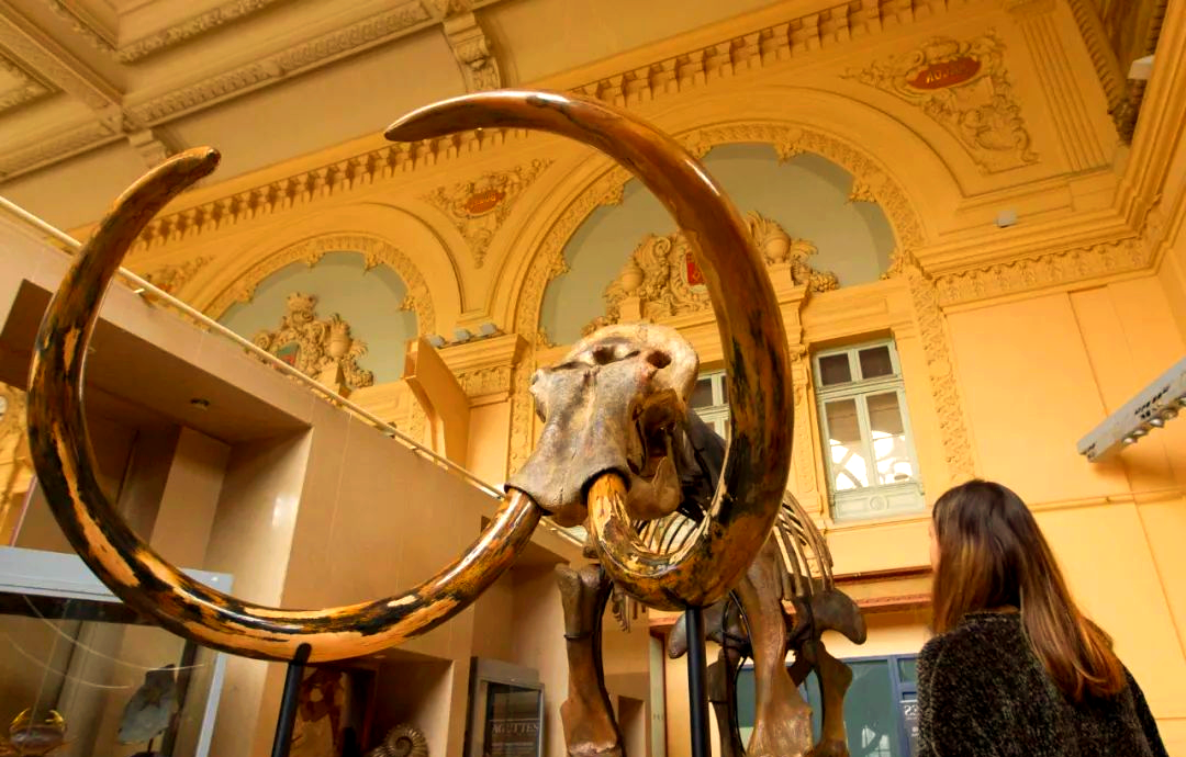 猛犸象dna全貌复原,人类复活梦想实现突破