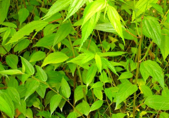 麻皮:中草药知识与功效详解