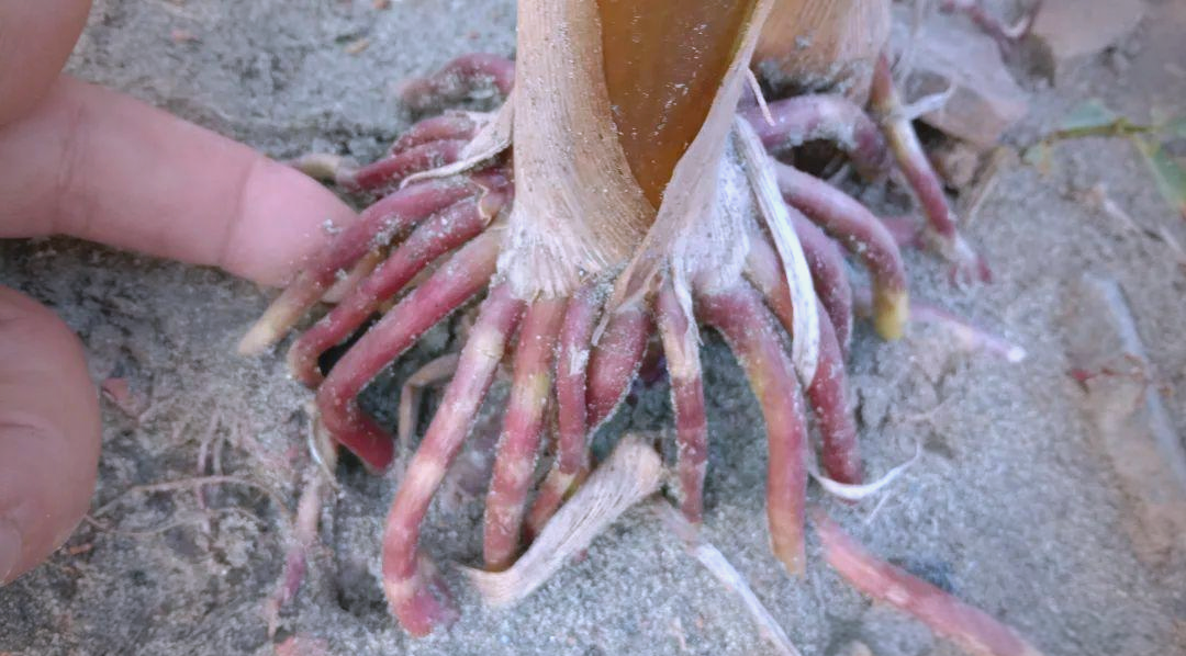 玉米根:被浪费的中药材和健康助手