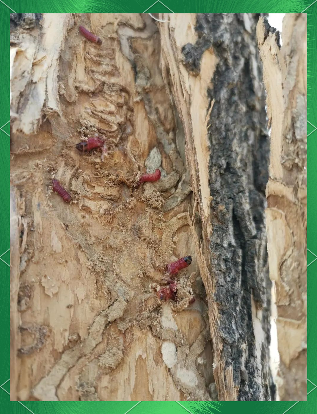 木蠹蛾危害加剧,如何有效防治保护树木