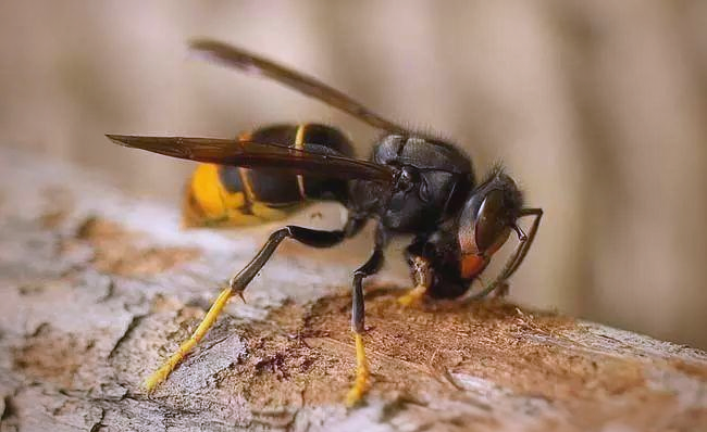 消防官兵勇斗"鬼头蜂"的惊险经历与建议