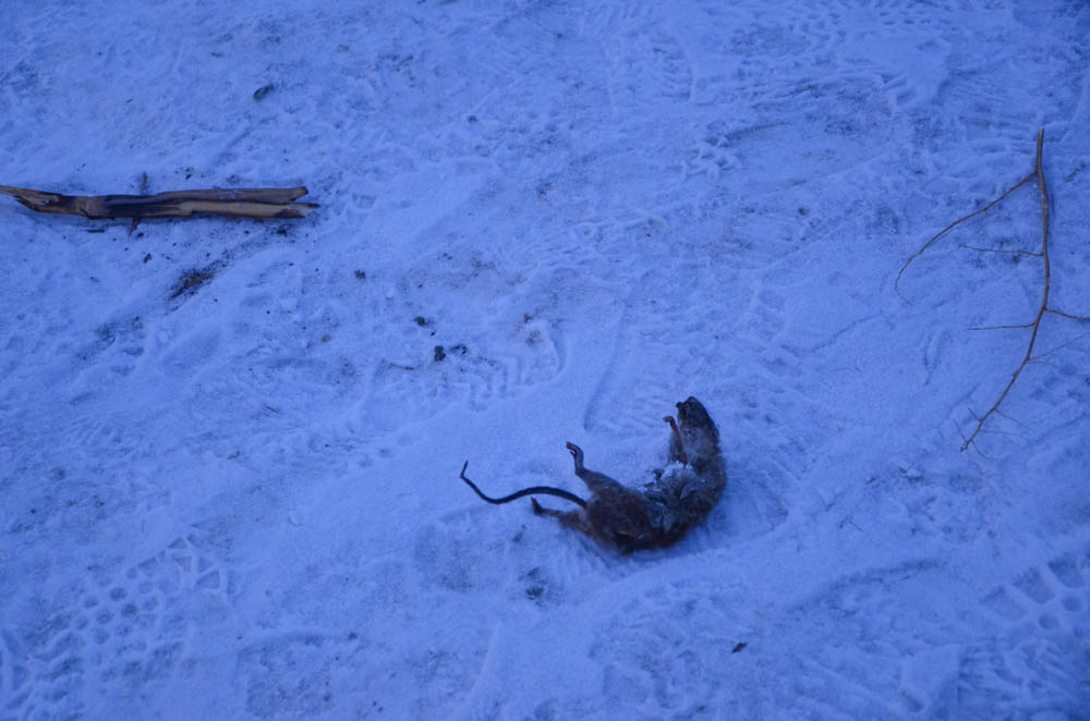 千万不要降温的时候去东北,你看老鼠都被冻成了冰块