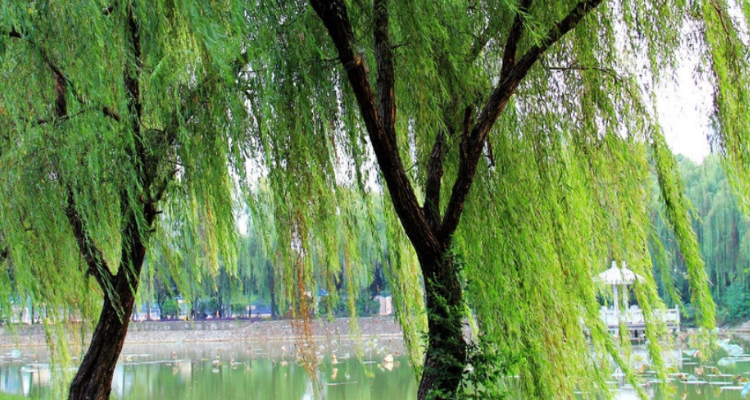 柳树和杨柳树是一样吗