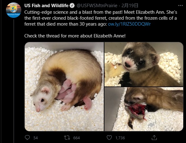 美国首次成功克隆濒危动物,再现已死三十余年的黑足雪貂